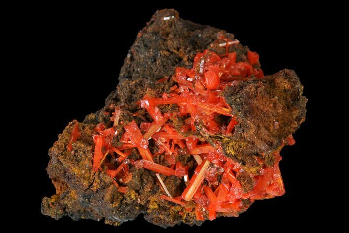Bright Orange Crocoite Crystal Cluster - Tasmania #171704